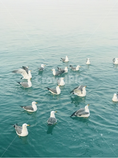 갈매기,바다,푸른색,물,새,동물,animal,조류,새,birds