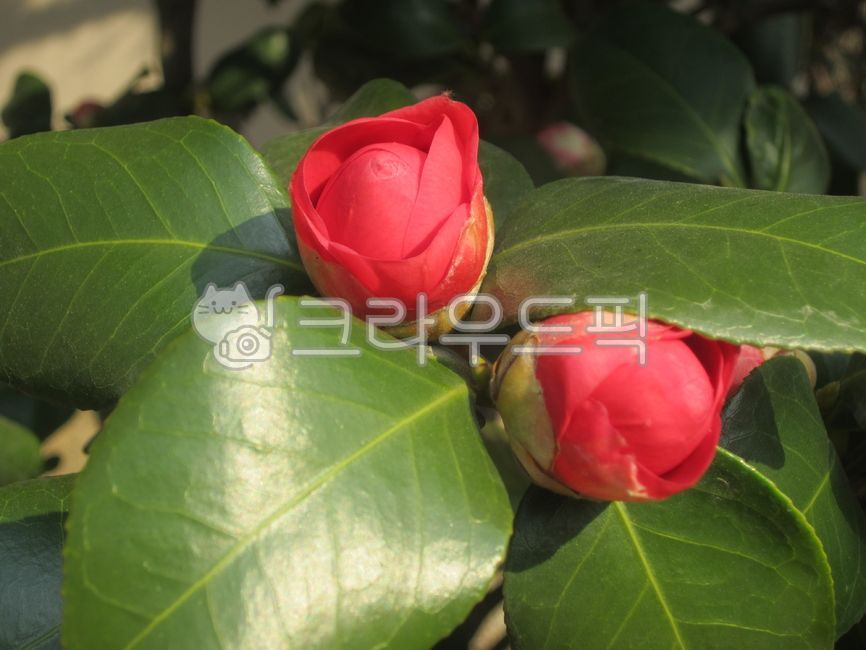 동백꽃,식물,동백나무,풀,나무,꽃,붉은꽃,자연