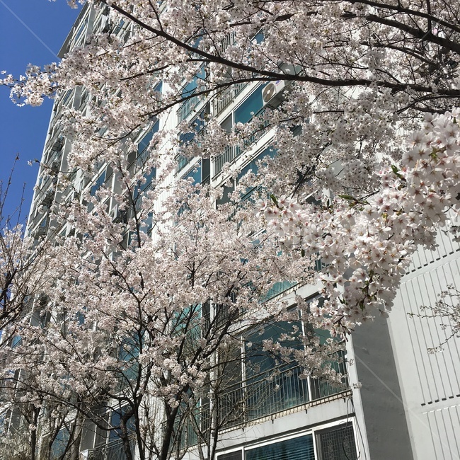 나무,벚꽃,자연,아파트,하늘,cherryblossoms,flower,sky,tree