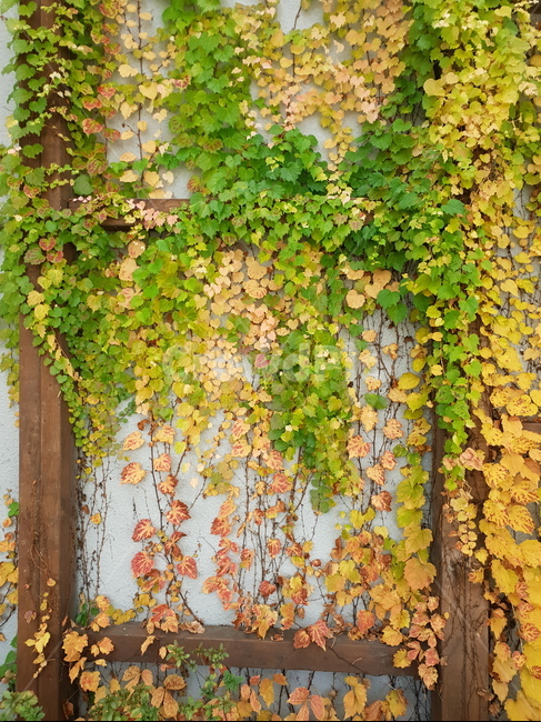 담쟁이덩굴,잎사귀,식물,자연,초록,단풍,가을,담벼락,배경,background,nature,plants,maple