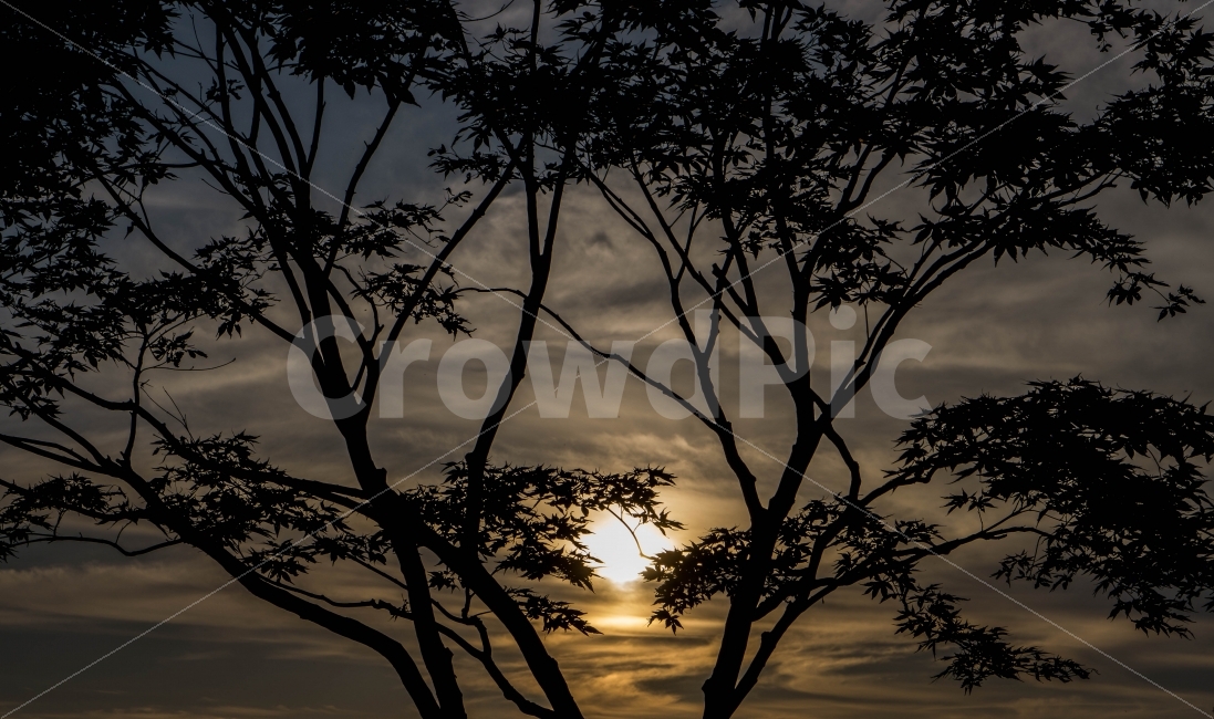 나무,그림자,노을,자연,배경,하늘,구름,자연,풍경,nature,landscape,silhouette,실루엣,outdoors,옥외