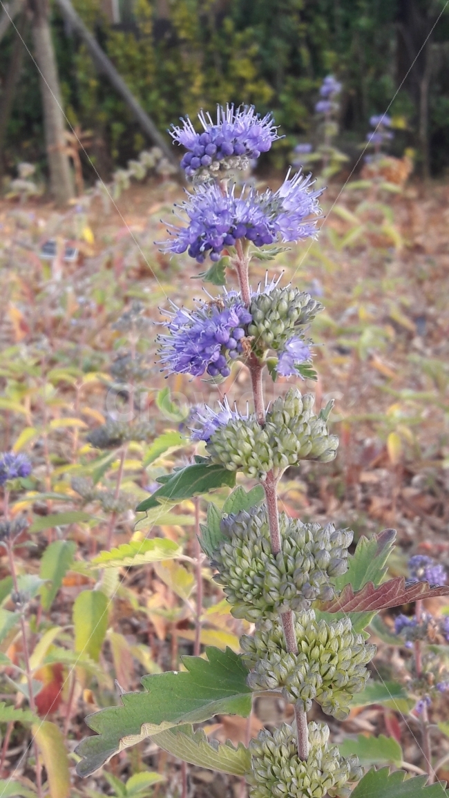 층꽃나무,가을의여인,보라색,가을,수목원,식물,자연,plants,nature,꽃,flower