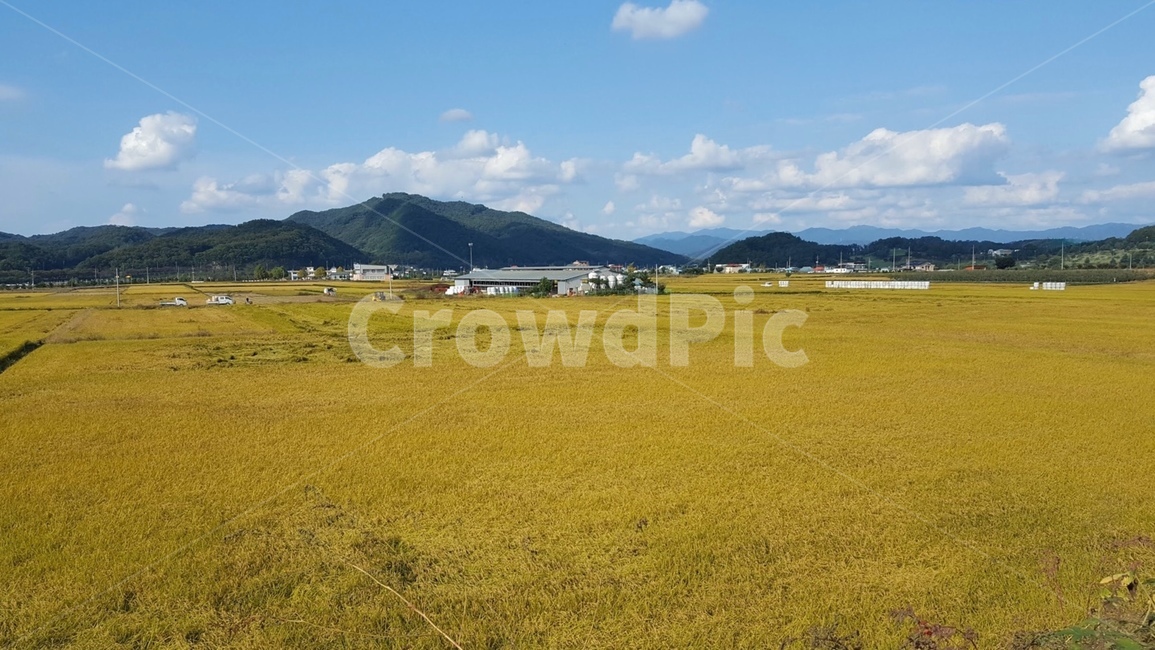 field,들,nature,자연,outdoors,옥외,grassland,목초지,논,밭,들판