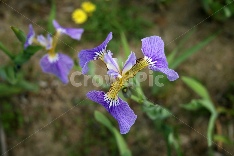 식물,flower,꽃,붓꽃,보라,식물,자연,plants,nature,꽃,flower