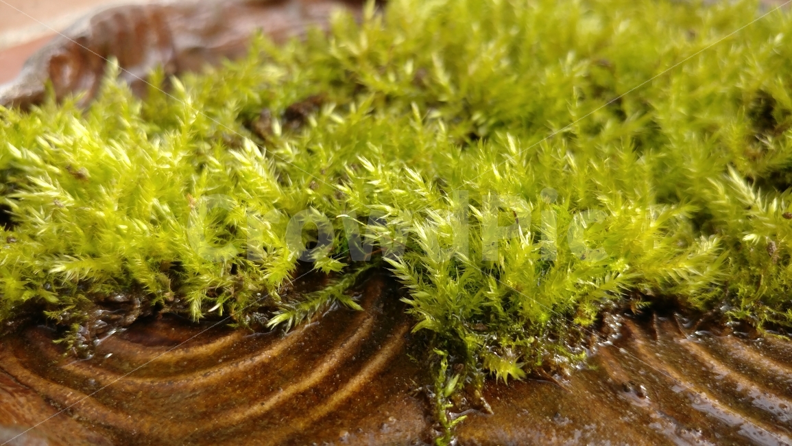 이끼,이끼한접시,도자기접시,moss,handmadeceramicdish,식물,자연,plants,nature