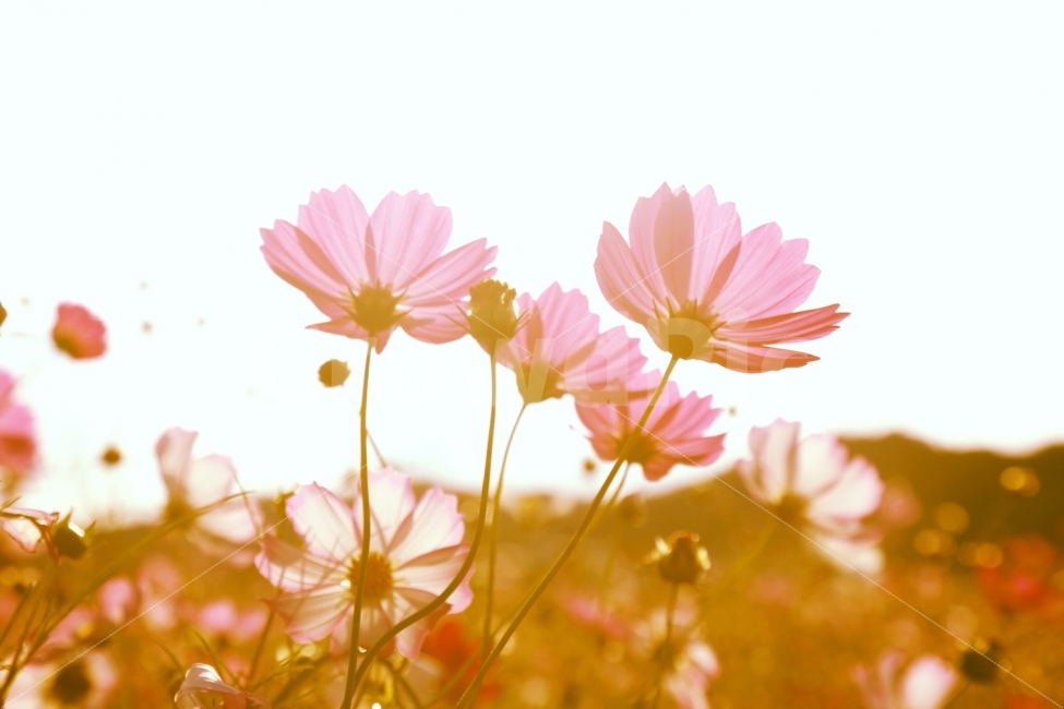 코스모스,가을,꽃,감성,축제,가을,계절,fall,autumn,season,식물,자연,plants,nature,꽃,flower,감성,sensible,feeling,휴식,힐링,rest,relaxation,healing,plant,blossom,daisy,데이지,daisies