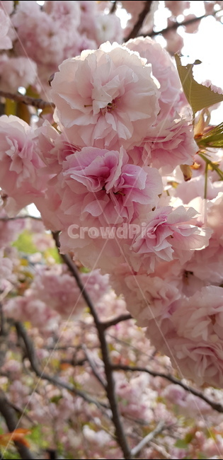 plant,식물,blossom,꽃,flower
