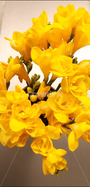 plant,식물,blossom,flower,꽃,flowerbouquet,꽃부케,flowerarrangement,꽃꽂이,프리지아,freesia