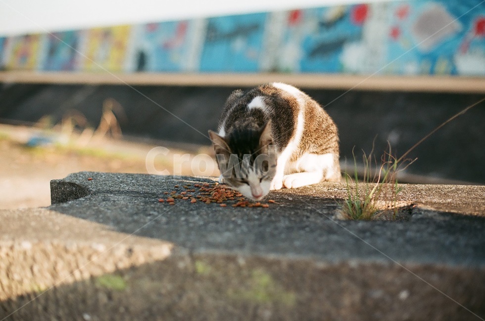 길냥이,고양이,애완동물,animal,동물,cat,pet,포유류,mammal,길고양이,밥먹는고양이,사료,동물,animal,포유류,mammal,고양이,cat,kitten,kitty