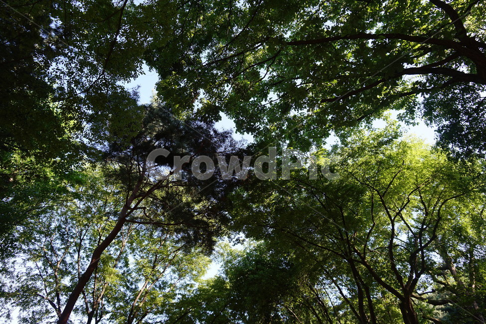 나무,식물,풍경,자연,하늘,자연,풍경,nature,landscape,식물,plants,나무,trees,wood,tree,plant,vegetation,초목