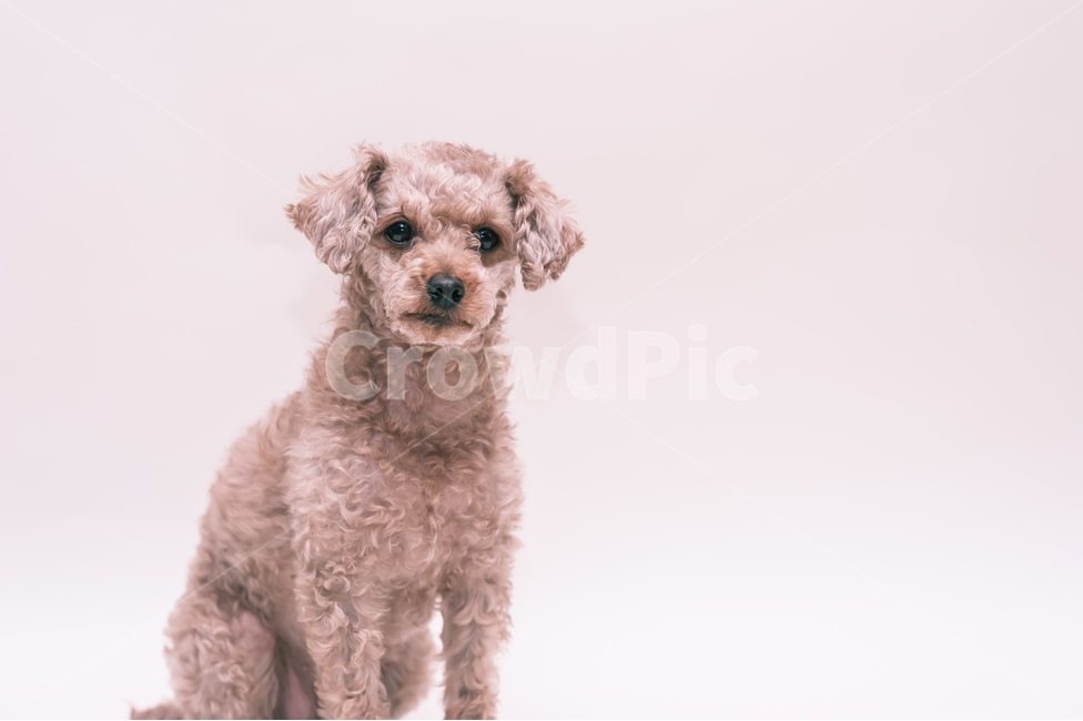 애완동물,동물,푸들,개,dog,poodle,동물,animal,포유류,mammal,개,강아지,dog,doggy