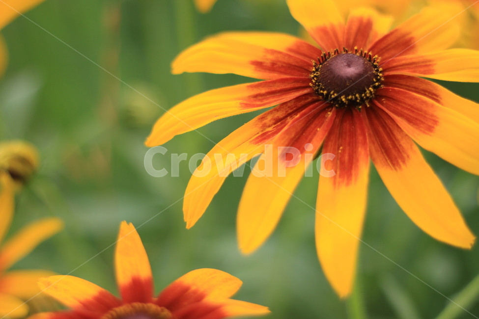 꽃,국화,가을,정원,꽃밭,식물,자연,plants,nature,꽃,flower