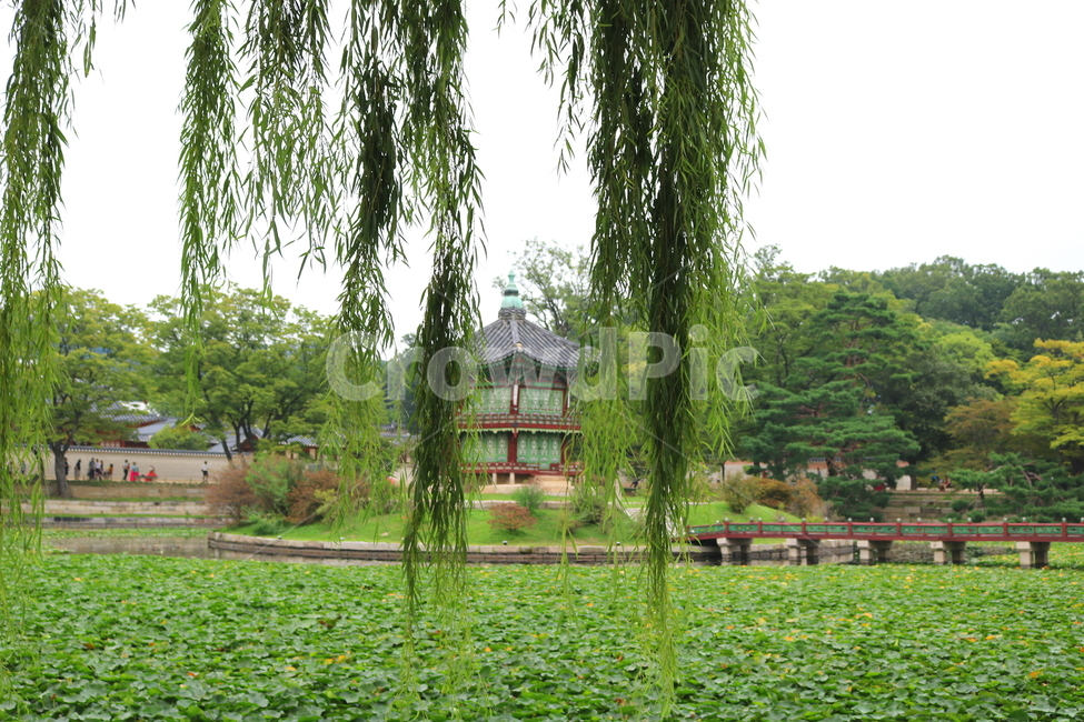 경복궁,팔각정,연못,광화문,나무,연잎,물,서울,수양버들,한국전통,한국문화,korean traditional,korean culture,랜드마크,landmark,tourist attraction,한국랜드마크,한국관광지,한국명소,korea landmark,korea tourist attraction