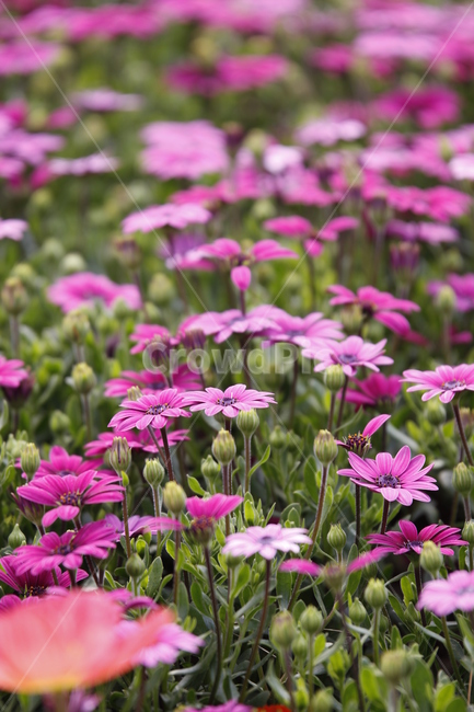 봄날,spring,flower,꽃,축제,화려한,화단,아름다운,우아한,정원,garden,공원,꽃축제,야생화