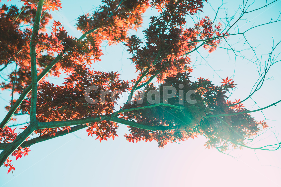 나무,가을,가을나무,단풍,가을단풍,자연,가을,계절,fall,autumn,season,식물,자연,plants,nature,나무,trees,wood,휴식,힐링,rest,relaxation,healing,leaf,잎,plant,tree,maple