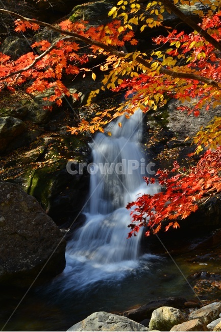 leaf,잎,plant,식물,nature,자연,outdoors,옥외,water,물,tree,나무,maple,단풍,지리산,피아골,피아골계곡,폭포,낙옆,뮬흐름,만추,가을,추색,계절,가을,계절,fall,autumn,season,자연,풍경,nature,landscape