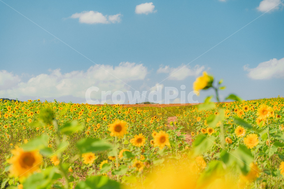 국내풍경,해바라기,꽃밭,꽃,flower,식물,자연풍경,한국풍경,들,자연,풍경,nature,landscape