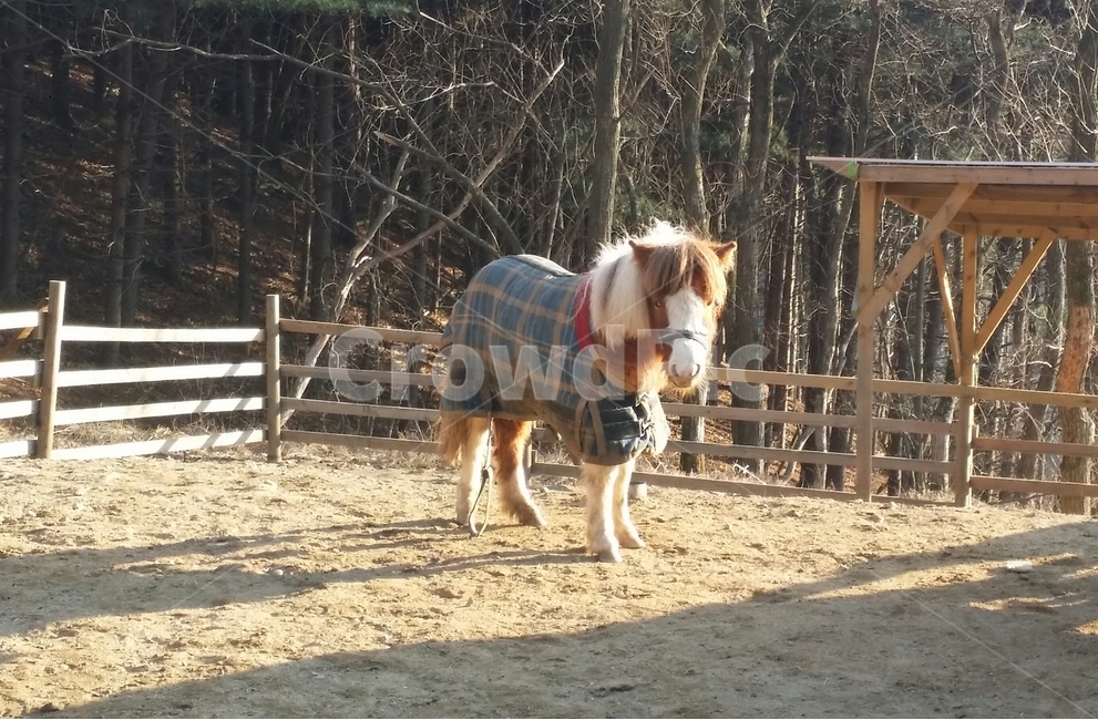 셔틀랜드,포니,조랑말,말,알파카월드,pony,동물,포유류,mammal,horse