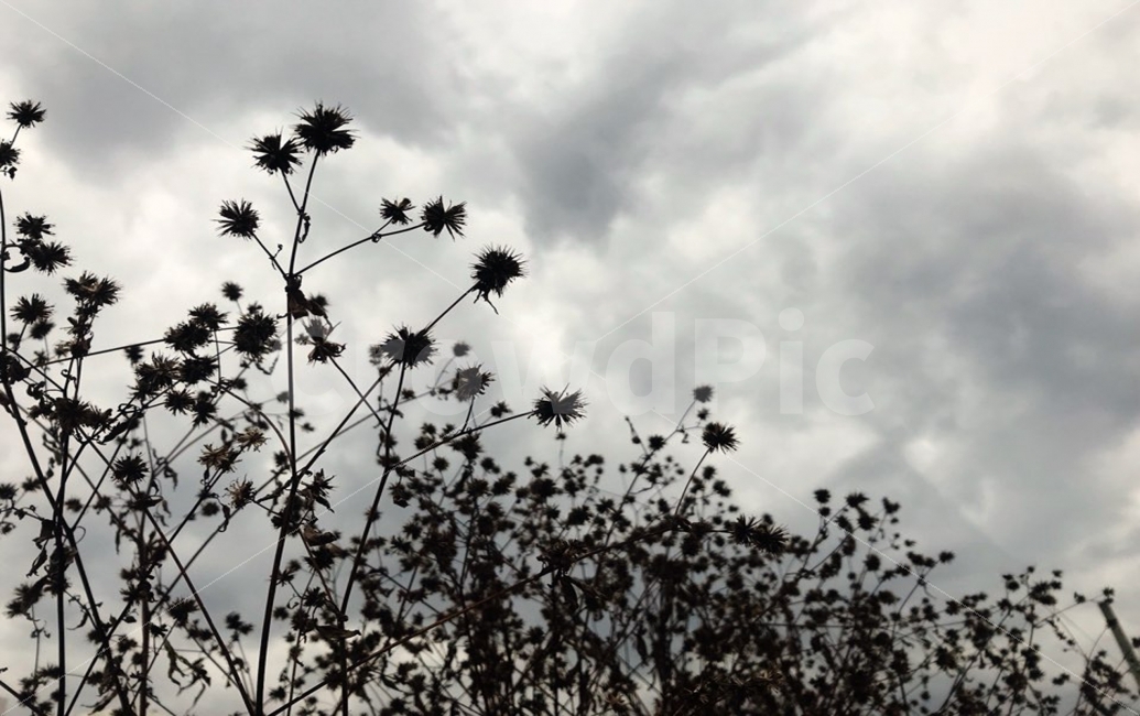 하늘,우울한,식물,회색,절망,기분,느낌,회상,식물,자연,plants,nature,꽃,flower,실루엣,그림자,silhouette,shadow,흑백,모노톤,monochrome,black and white