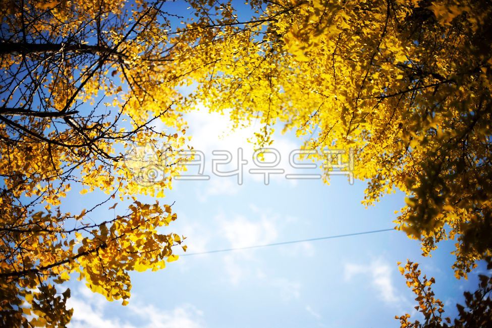 sky,ginkgotree,tree,yellow,blue,cold,fall,beginning of autumn