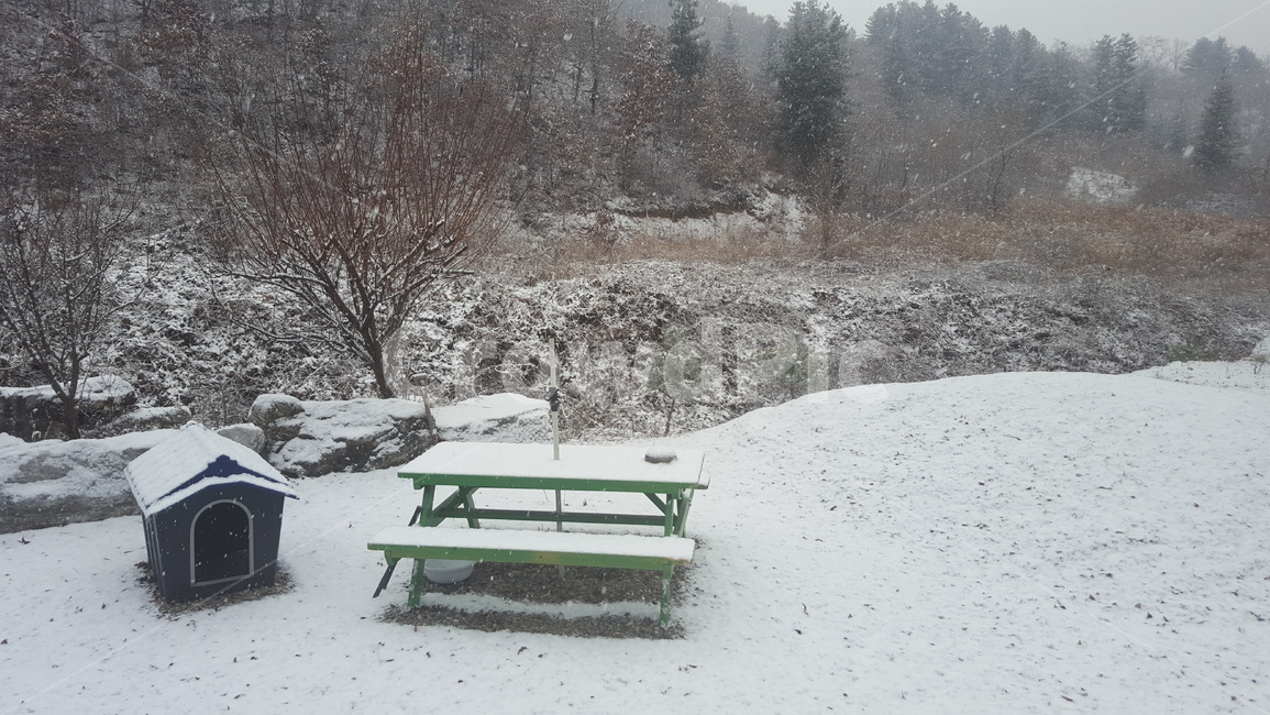 눈,설경,소나무,겨울,snow,winter,falling,겨울,계절,winter,season,자연,풍경,nature,landscape,bench,벤치,outdoors,옥외