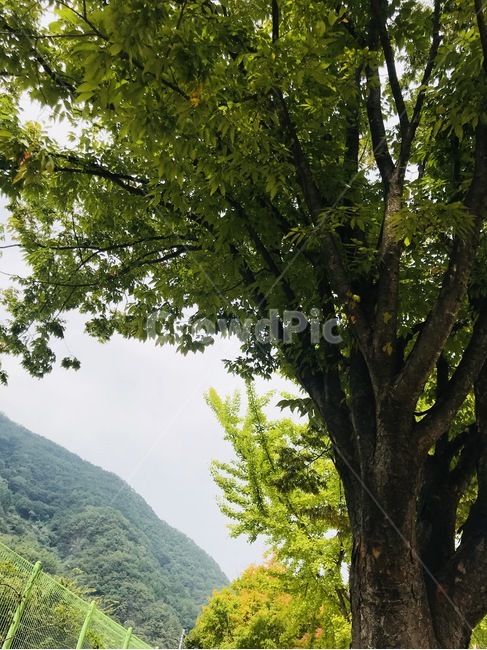 plant,식물,tree,나무,treetrunk,나무줄기,outdoors,옥외,nature,자연