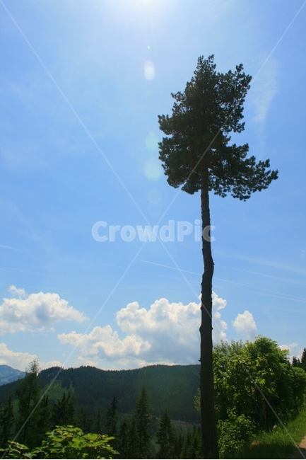자연,풍경,산,나무,구름,태양,tree,nature,mountain,식물,자연,plants,nature,나무,trees,wood