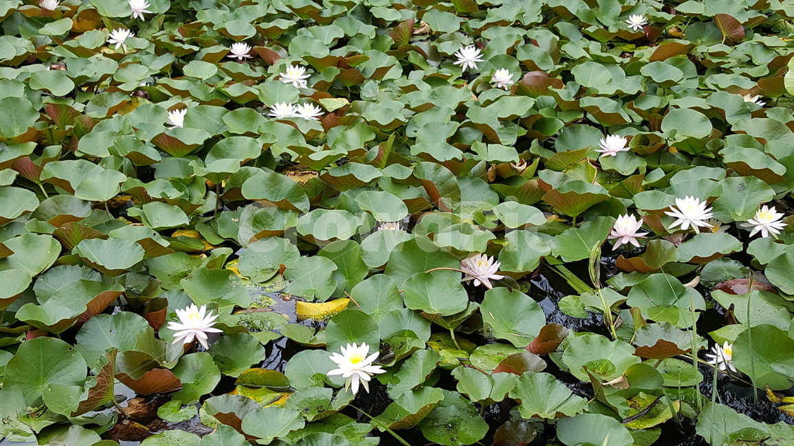 lotus,plant,식물,꽃,연꽃,flower