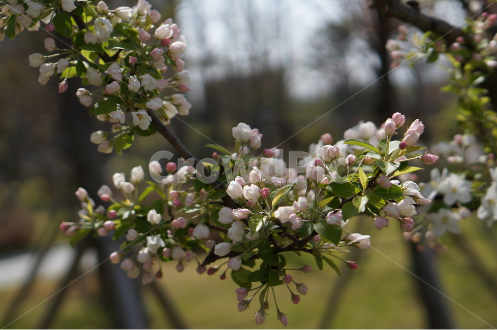 사과꽃,봄,연핑크,맑음,아침,꽃봉오리,식물,자연,plants,nature,꽃,flower