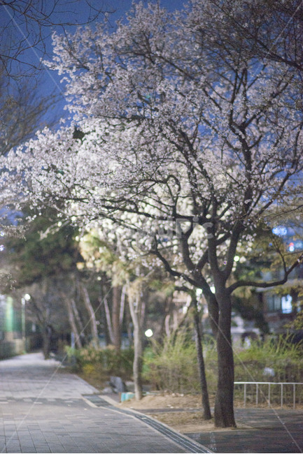 봄,꽃,봄꽃,벚꽃,밤,봄,계절,spring,season,자연,풍경,nature,landscape,식물,plants,나무,trees,wood,plant