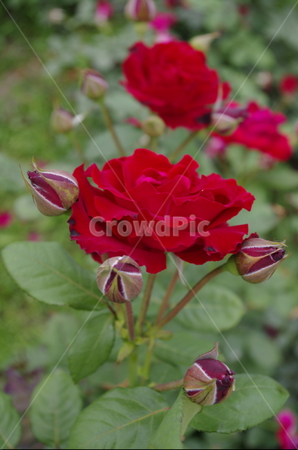 장미,꽃,flower,식물,plant,자연,nature