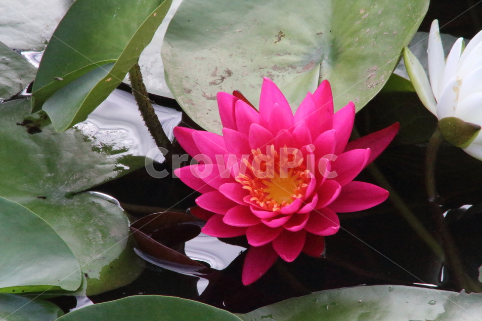 연,수련,꽃,식물,waterlily,식물,자연,plants,nature,꽃,flower