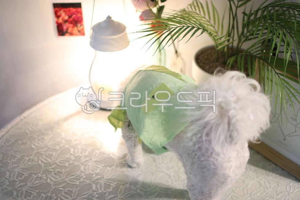 강아지옷,강아지,귀여운강아지,예쁜강아지,비숑,강아지의류,비숑프리제