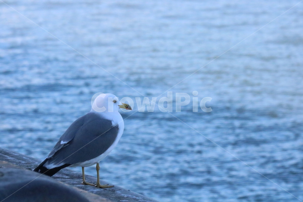갈매기,바다,새,하늘,동물,동물,animal,조류,새,birds