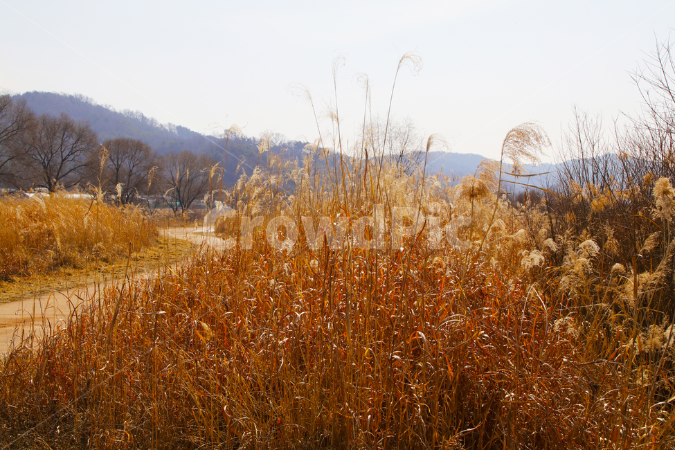갈대,억새,풀,마른풀,풀숲,풀숲길,하천,강가,길가,가을,계절,fall,autumn,season,자연,풍경,nature,landscape,plant,식물,grass,잔디
