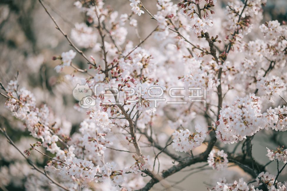 spring,spring flowers,raod,Cherry Blossom,cherry blossom road,cherryblossom,tree,flower