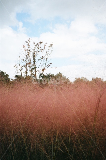 핑크뮬리,갈대,억새,핑크,감성,필름,색감,grass,잔디,plant,식물,오후,빛,야외,outdoors,자연,nature,핑크빛,하늘,sky,풀,grassland,목초지,field,들,bush,가을,계절,fall,autumn,season,식물,자연,plants,nature