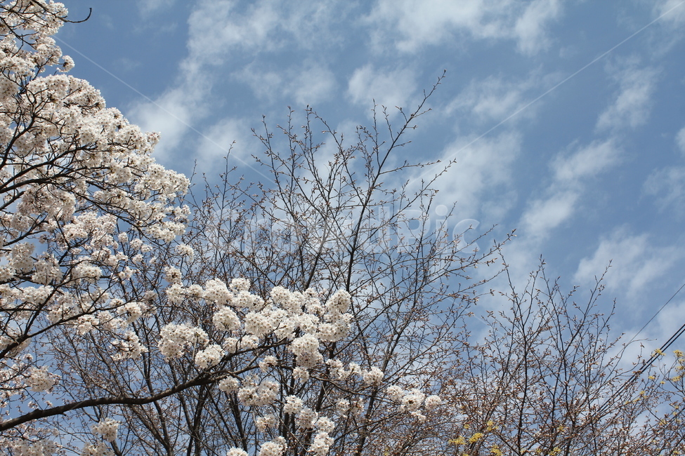 벚꽃나무,벚꽃,나무,봄,봄꽃,자연,풍경,봄,계절,spring,season,식물,자연,plants,nature,꽃,flower,plant,blossom