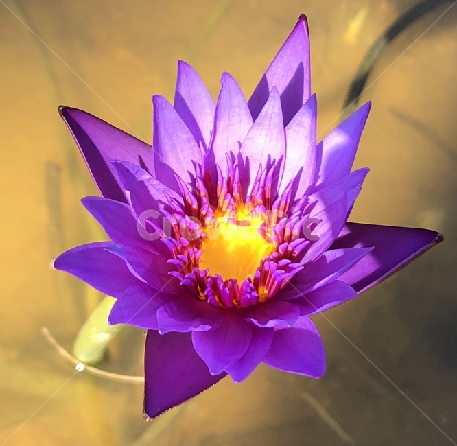 꽃,수련꽃,수생식물,blossom,plant,식물,flower