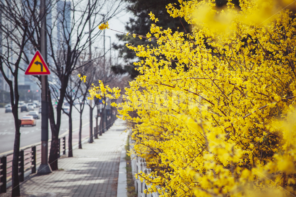 봄,개나리,4월,봄꽃,노랑,yellow,plant,식물,tree,나무,봄날,봄,계절,spring,season