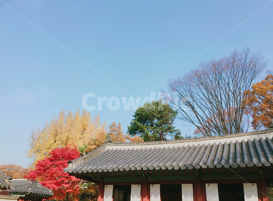 풍경,고궁,궁궐,한국,traditonal,단풍,가을,랜드마크,landmark,한국전통,전통문화,koreanculture,한국명소,koreatouristattration,종묘,경복궁,가을,계절,fall,autumn,season,한국전통,한국문화,korean traditional,korean culture,건축물,건물외관,exterior,building,structure,architecture,construction,roof,지붕