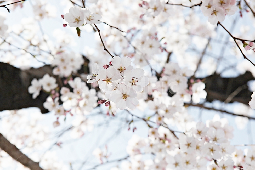 벗꽃,벗나무,꽃,벗꽃잎,꽃잎,봄꽃,봄,식물,자연,공원,식물,자연,plants,nature,꽃,flower