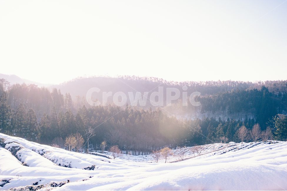 nature,자연,outdoors,옥외,plant,식물,tree,나무,fir,전나무,abies,아비,풍경,설산,눈,겨울,계절,winter,season