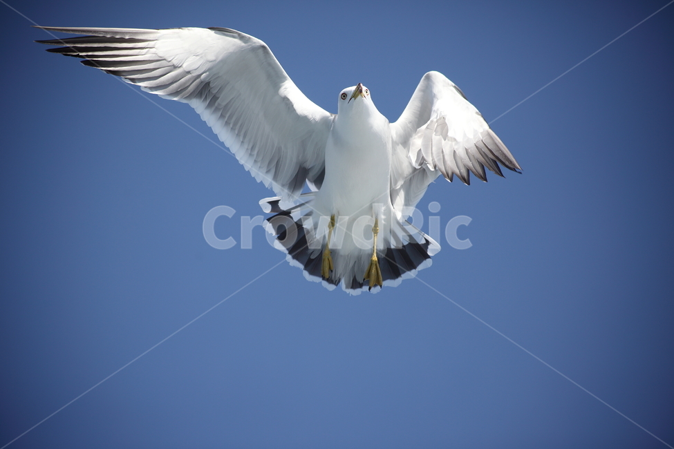 갈매기,바다새,대형조류,commongull,mewgull,laruscrassirostris,괭이갈매기,동물,animal,조류,새,birds