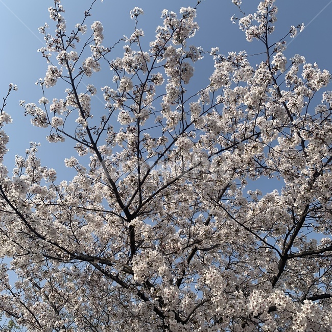 plant,blossom,꽃,flower,벚꽃,봄벚꽃