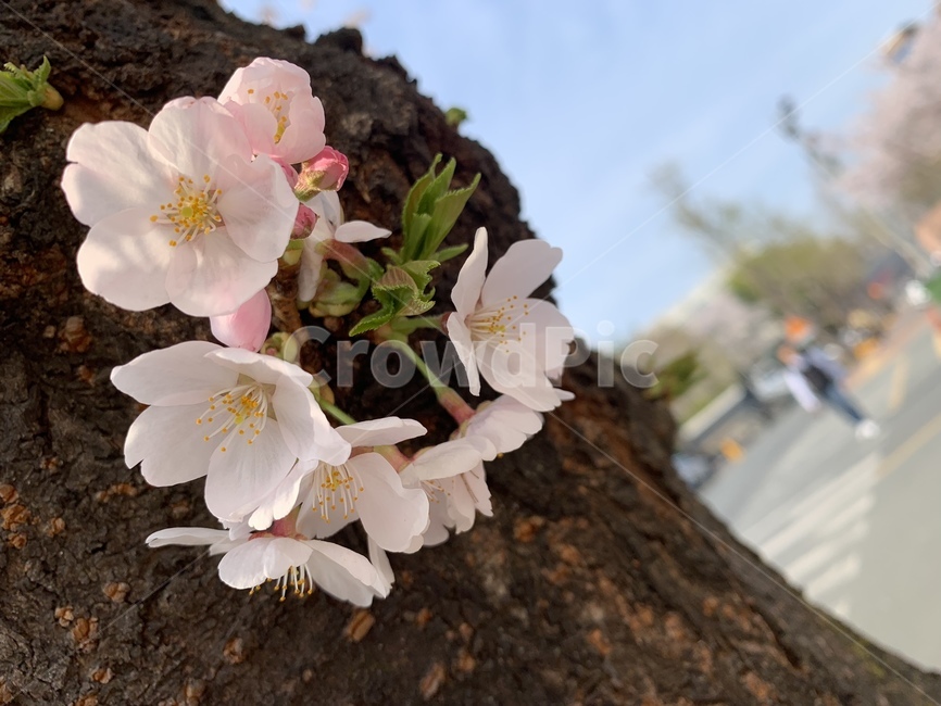 plant,식물,봄,벚꽃,플라워,가로수,길,실루엣,봄,계절,spring,season