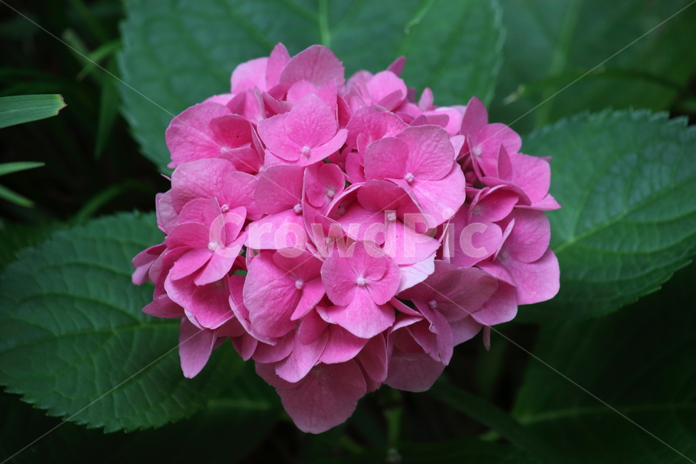 수국,꽃,자양화,수국꽃,hydrangea