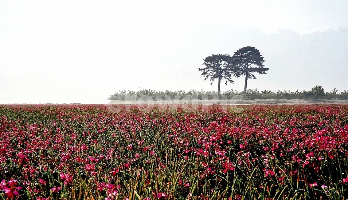 봄,평사리,부부송,자운영,하동,자연,풍경,nature,landscape,field,들,plant,식물