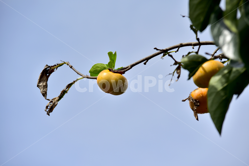 감,감나무,감나무잎,과일,과실,가을,열매,음식,persimmon,fruit,autumn,fall,tree,식물,자연,plants,nature,과일,열매,fruit