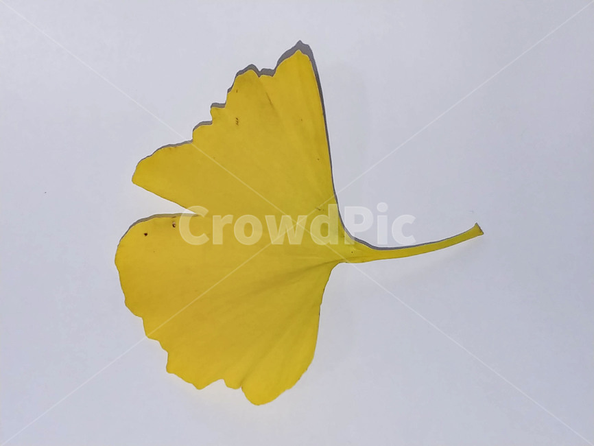 단풍잎,나뭇잎,가을,잎,낙엽,식물,autumn,leaf,leaves,maple,fall,plant,계절,season,가을,계절,fall,autumn,season,식물,자연,plants,nature